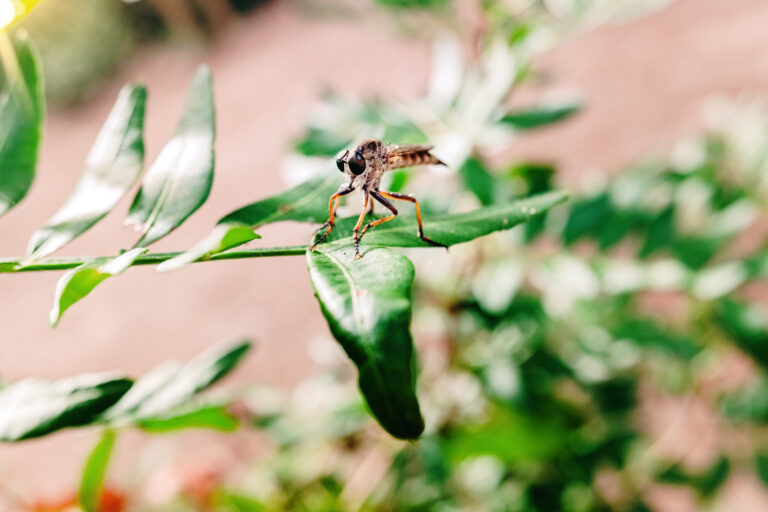 How to Keep Flies Away from Your Backyard: Effective Methods and Strategies