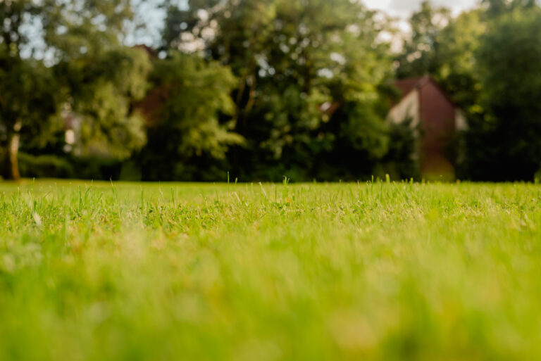 Choosing the Best Grass for Your Backyard