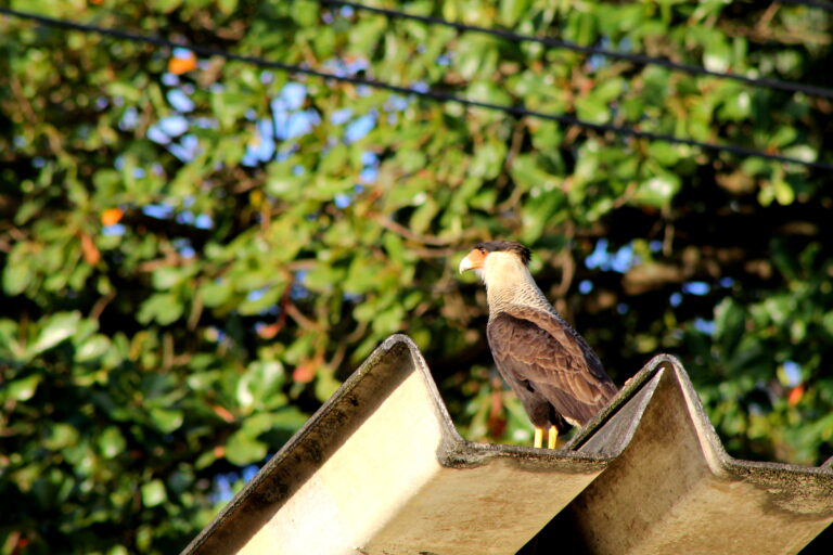 Attracting Birds to Your Backyard: Simple Steps for a Lively Haven
